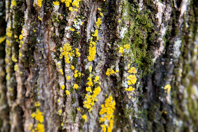 Gathering Moss?