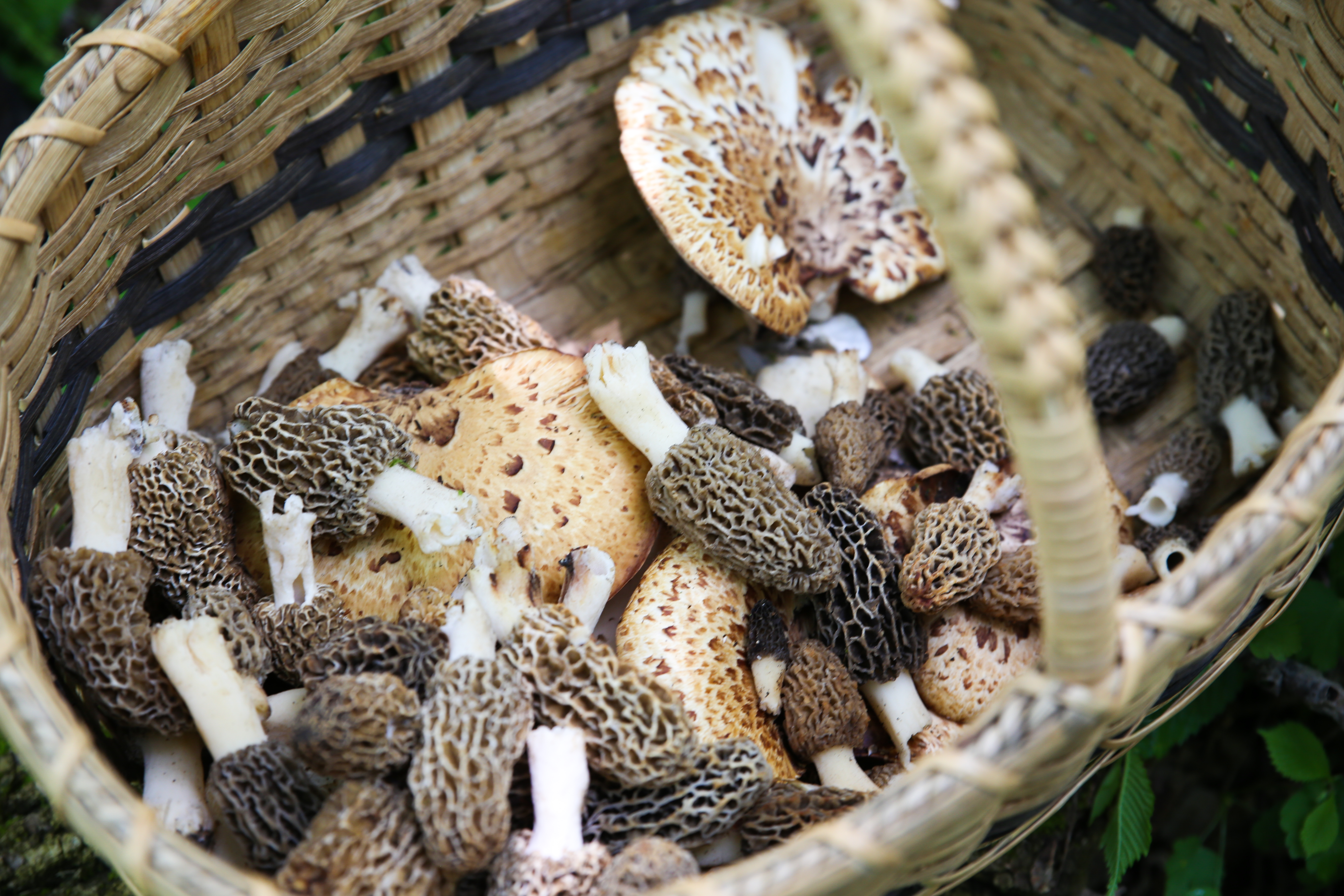 Let’s go Foraging!