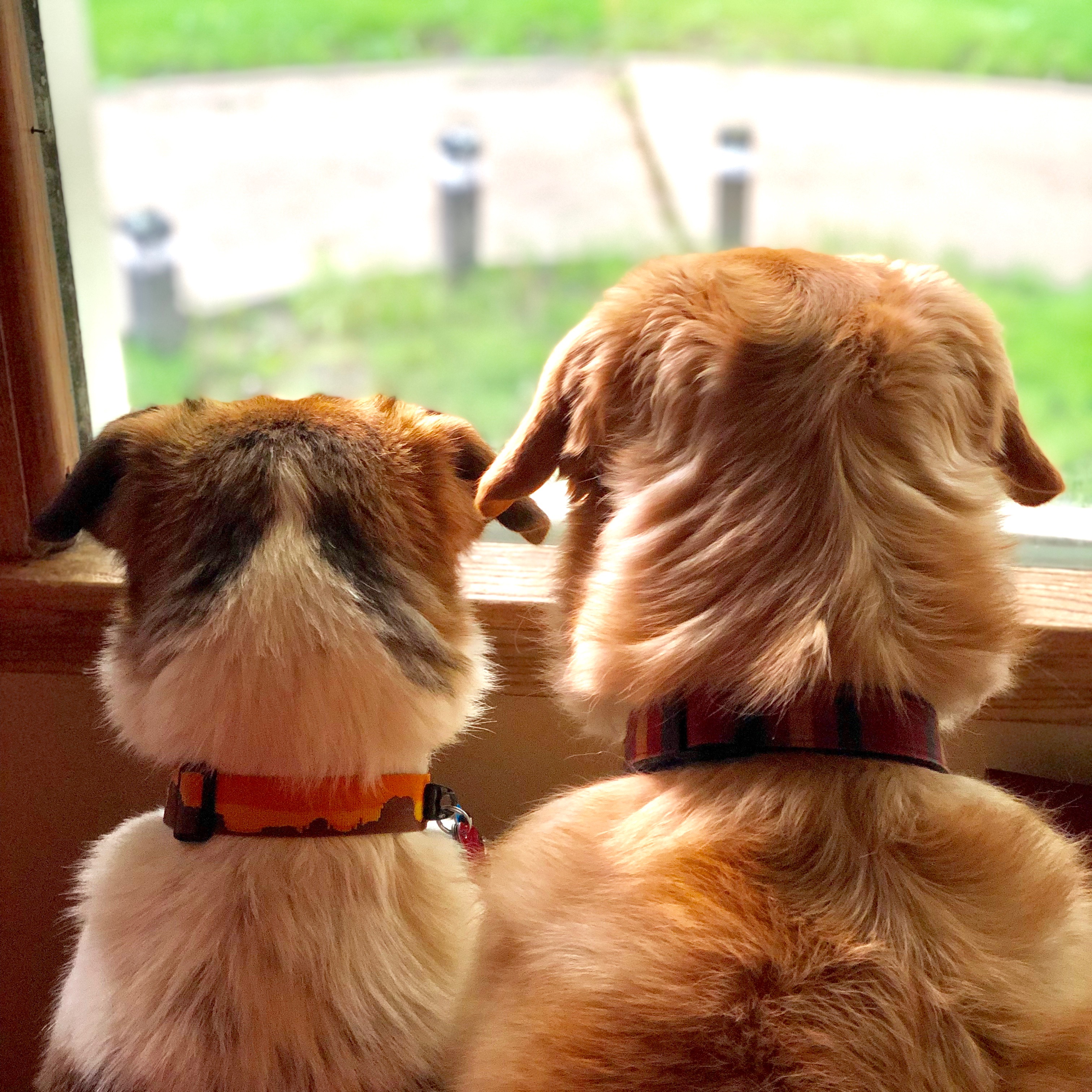 Best Friends Animal Society – Allen