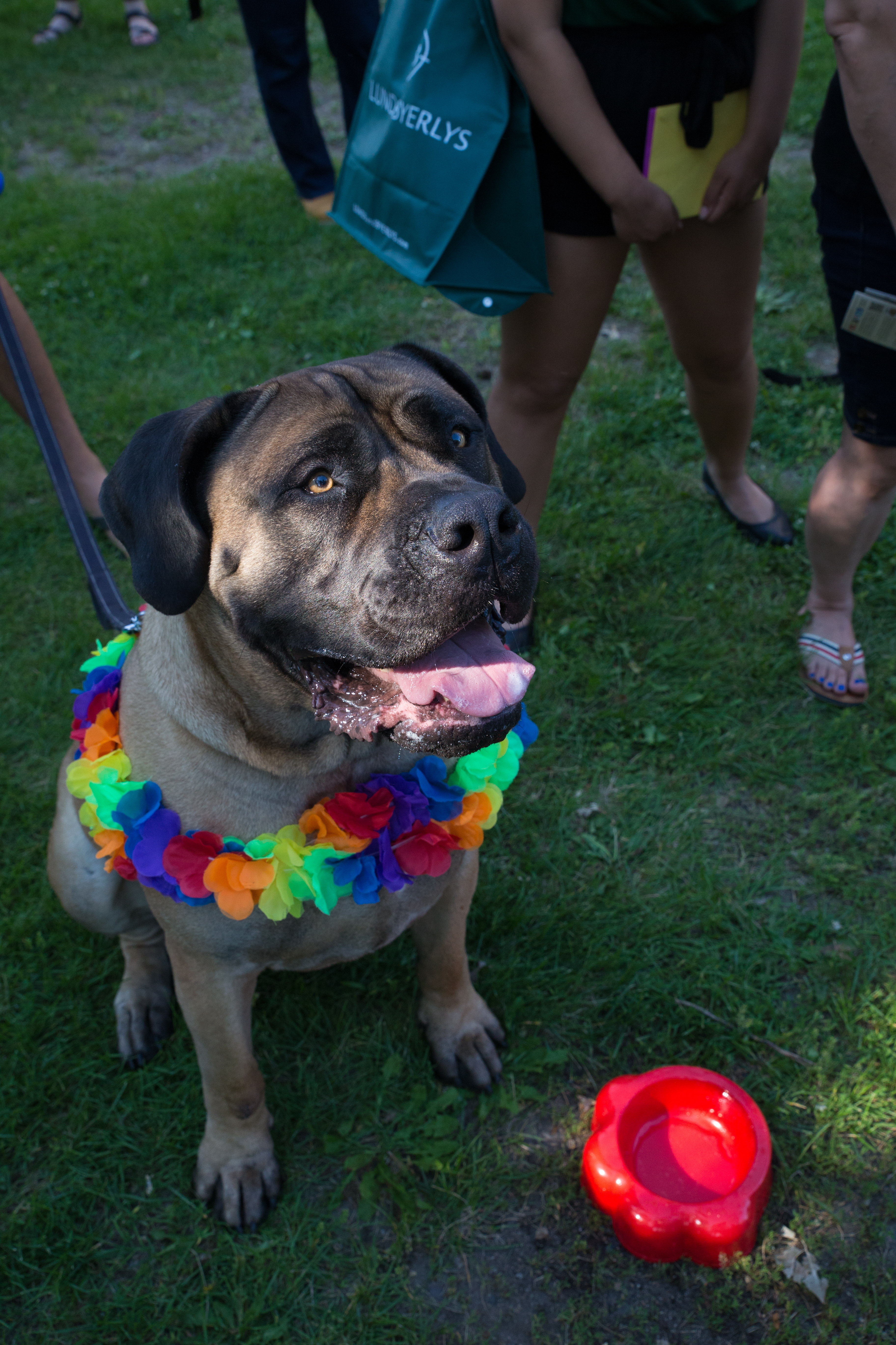 NE Minneapolis Dog Parade – Minnesota