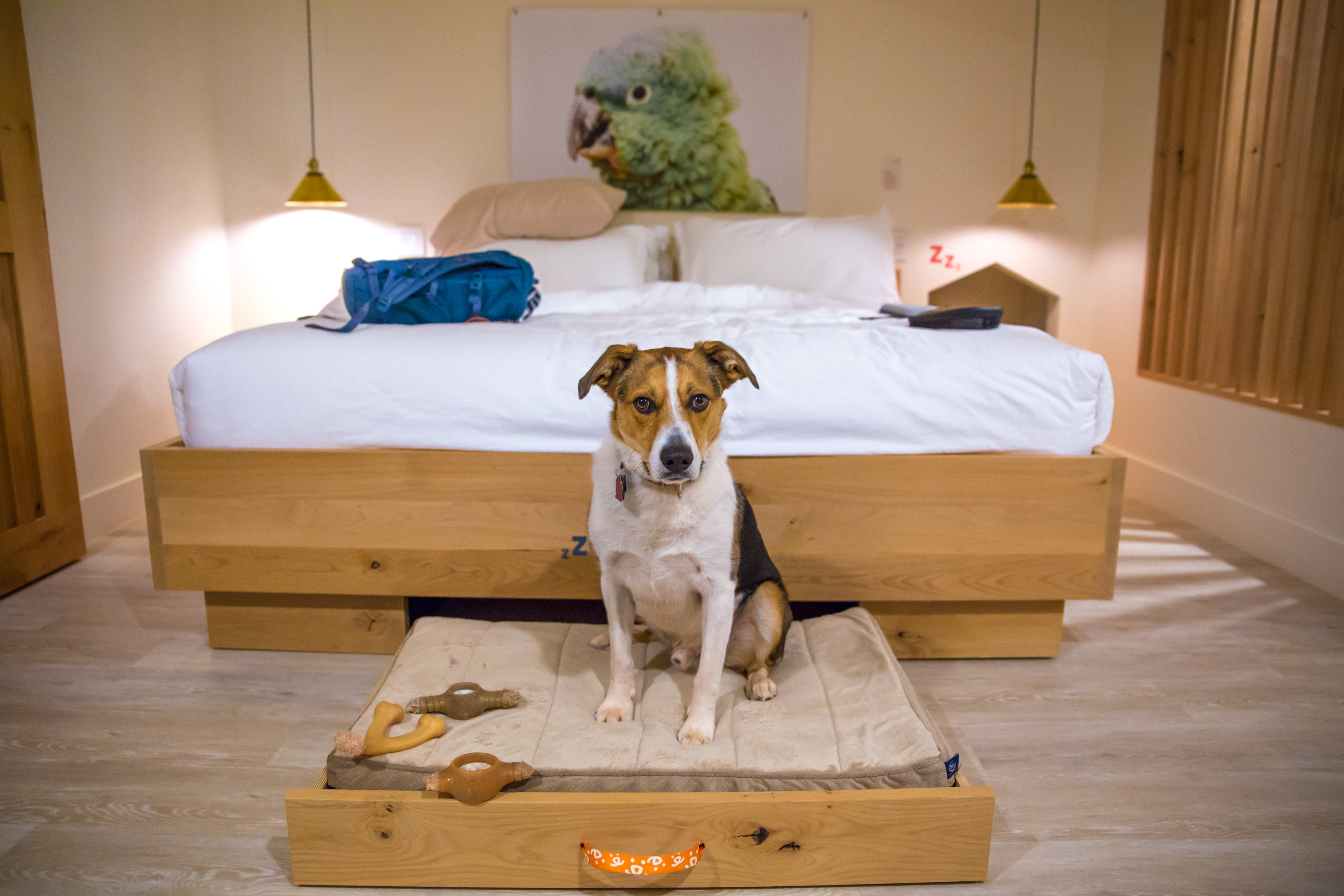 Dog-Friendly Hotel In Southern Utah