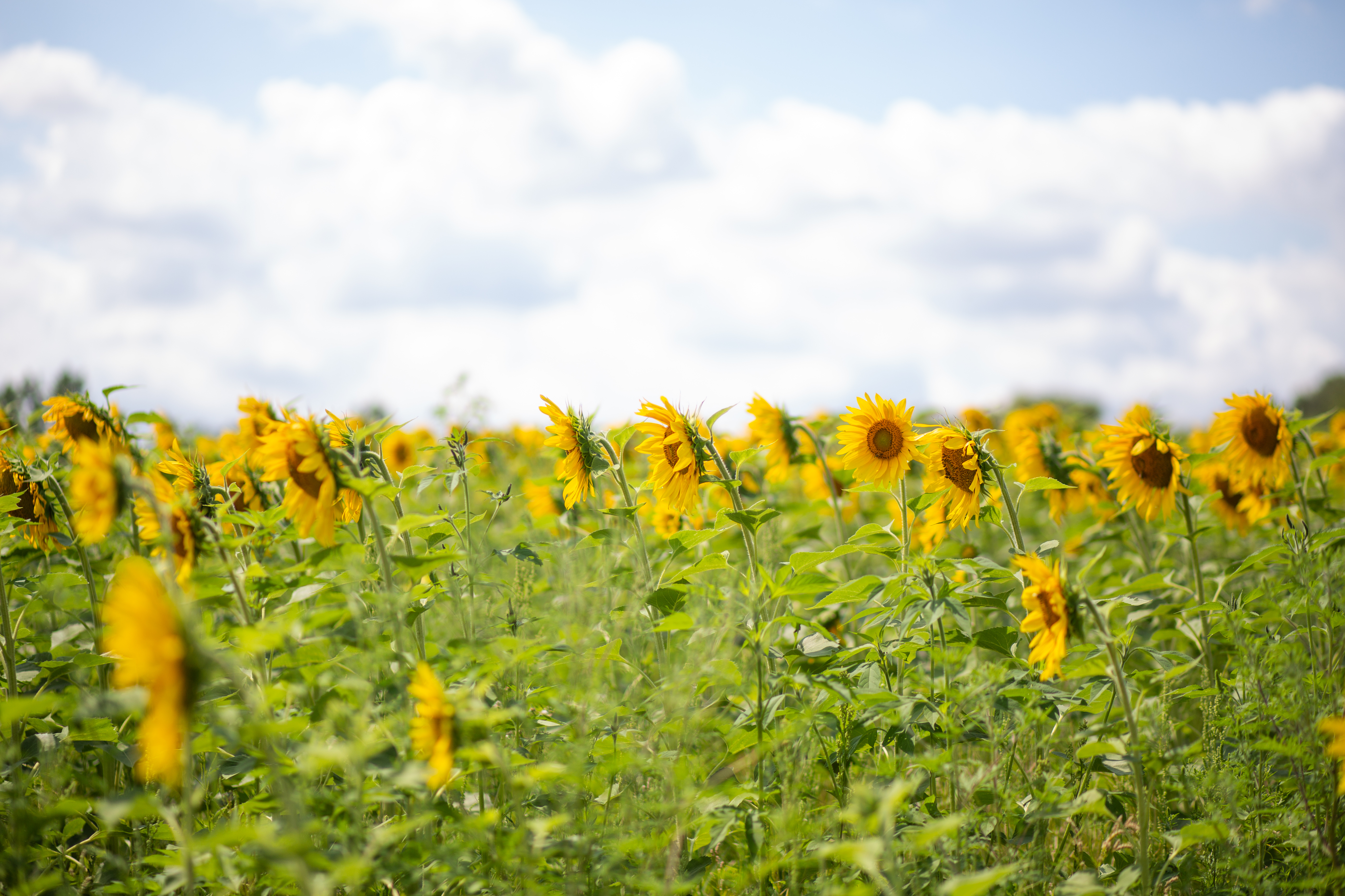 Sunflowers – Minnesota