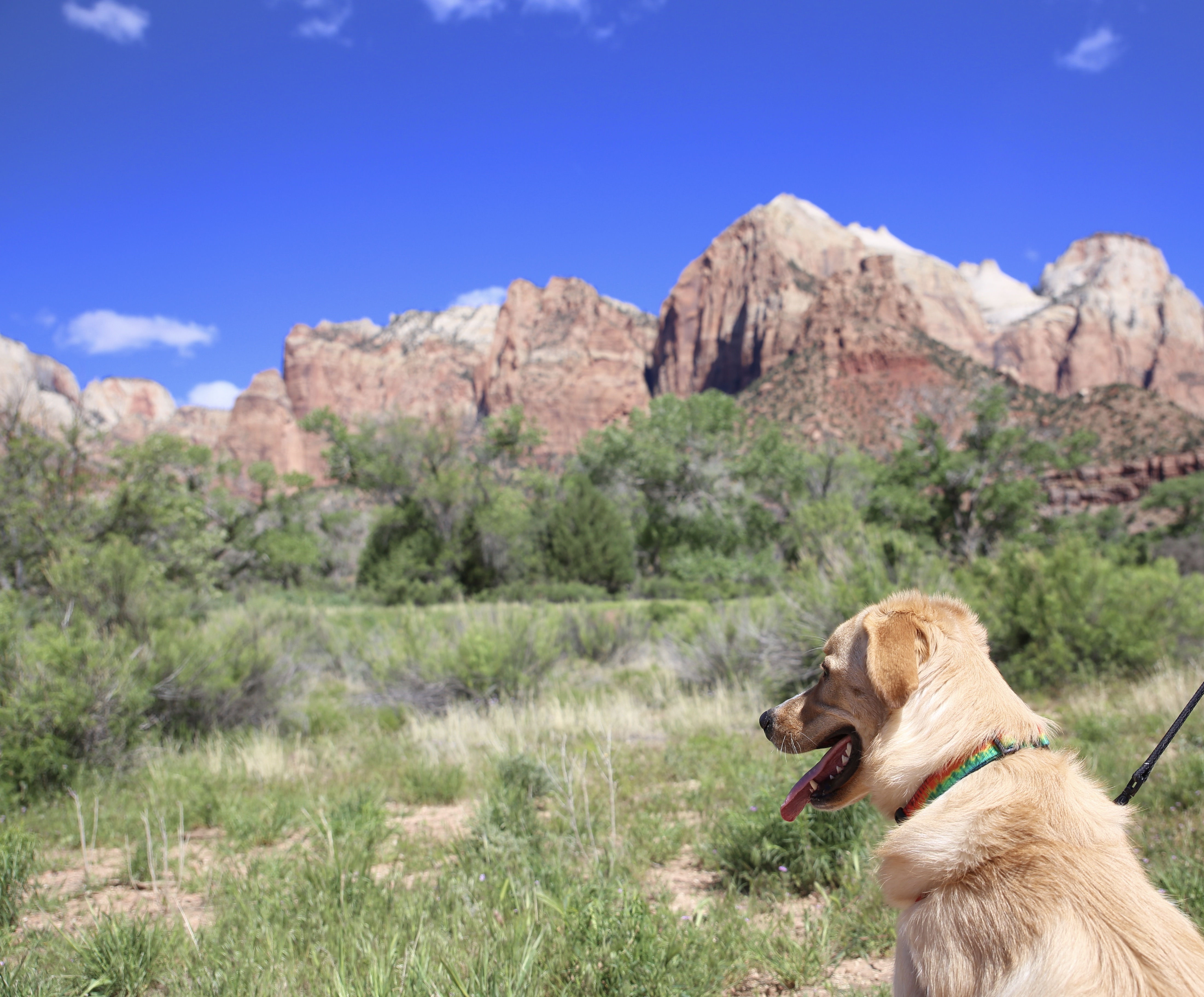 Zion National Park – Dog Friendly Trail