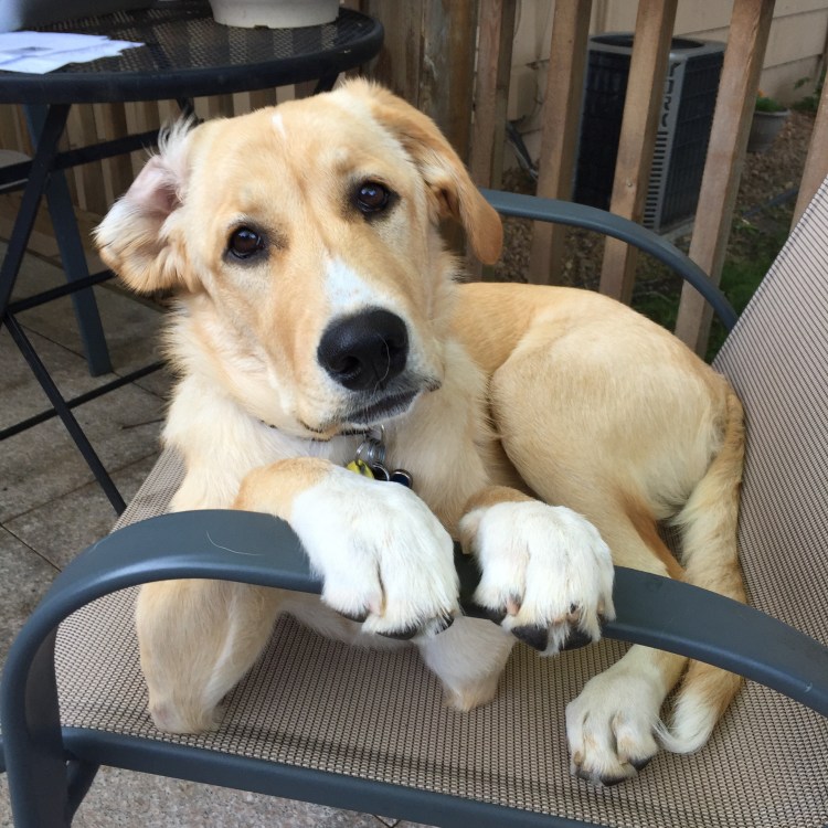 Life of a Best Friends Rescue Dog