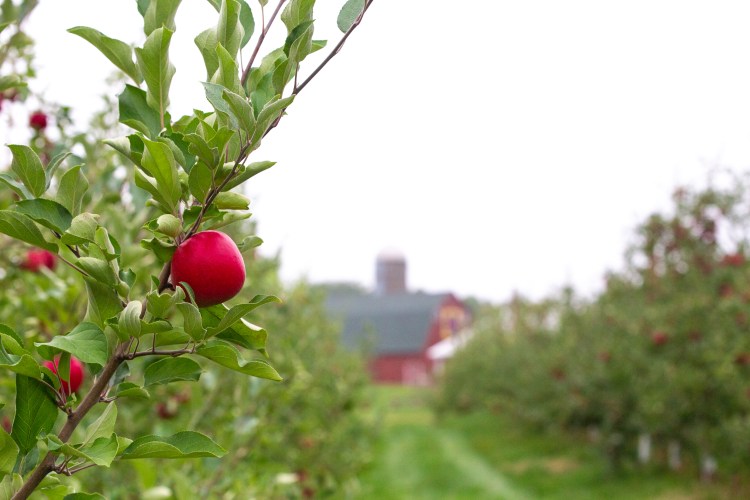 Visit My Favorite Minnesota Apple and Pumpkin Orchard